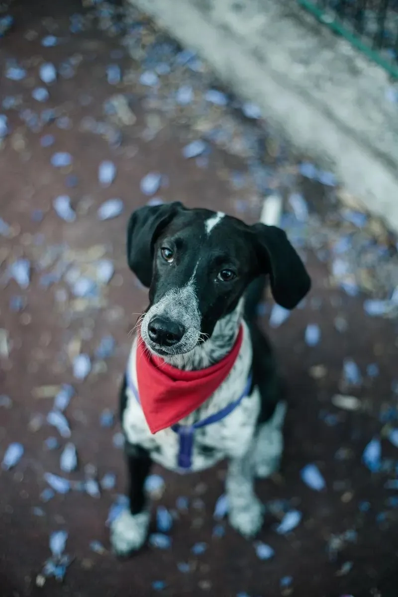 The same dog after the edit: Tie a small red bandana around the dog's neck.
