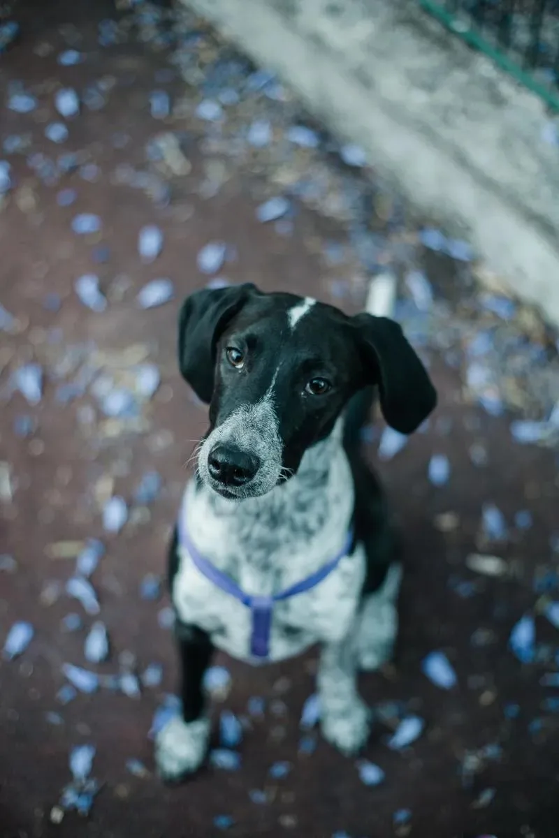 A dog looking up at the camera, before editing